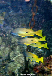 Ehrenberg's snapper-Red sea=Egypt
 by Yakout Hegazy 